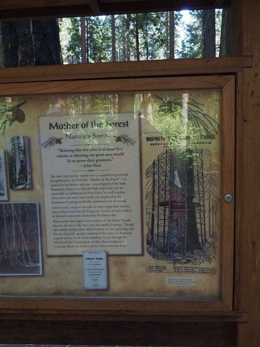 Sign about how the tree was stripped